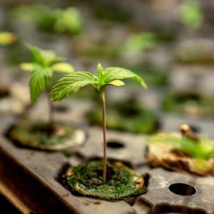 Cannabis Plant